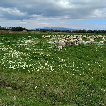 리올라사르도 Agriturismo Bachile Bertula 빌라 외부 사진